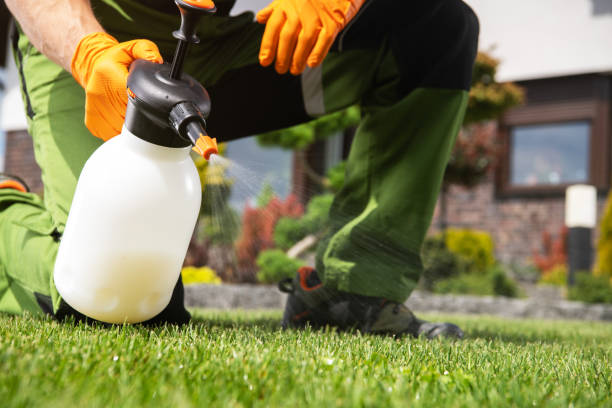 Best Local Pest Control Services  in Rossville, MD