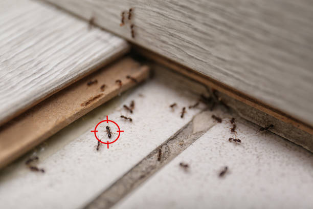 Best Affordable Pest Control Services  in Rossville, MD