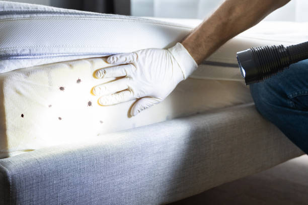 Best Pest Inspection Near Me  in Rossville, MD